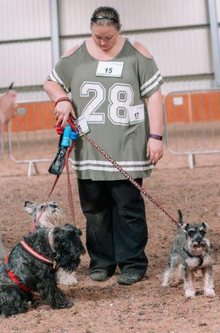 3 schnautzers