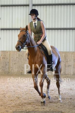 Chestnut canter