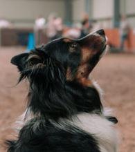 Collie looking up