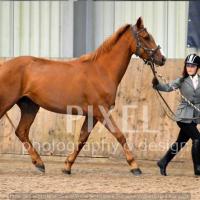 Chestnut in hand