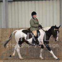 Piebald striding out