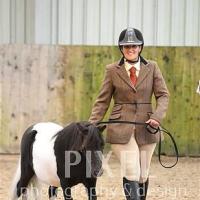 Shetland piebald