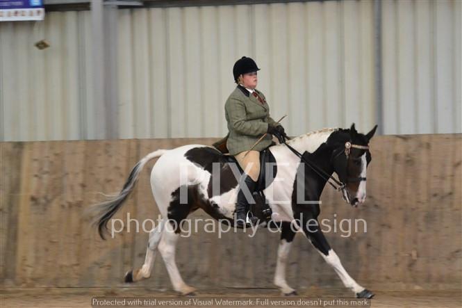 Piebald striding out