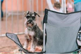 Schnautzter