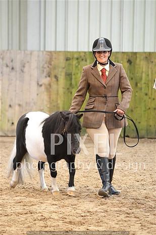 Shetland piebald